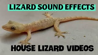 Gecko Sound effect  Lizard making sound [upl. by Trixi]