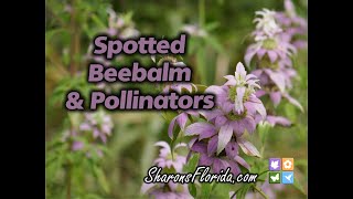 Spotted Beebalm amp Pollinators [upl. by Jamey]