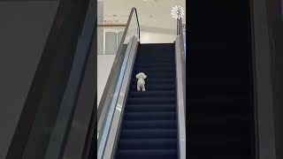 My Dogs Hilarious Reaction to Escalator Stairs [upl. by Mihsah]