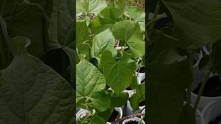 Borlotti Da Seme gardengardeningagriculturenaturegrowfarmingfoodnaturalvegetablefarmer [upl. by Roma]