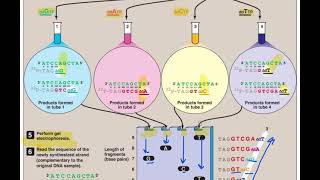 DNA Sequencing By Sanger Method  Application of biotechnology [upl. by Sollars]