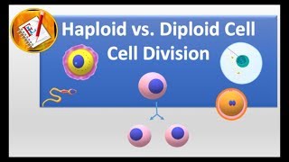 Haploid vs Diploid cell and Cell division [upl. by Eninaej]