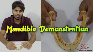 Mandible Demonstration  partsattachment relationage determination ossification [upl. by Annovahs882]