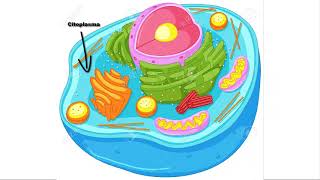 El citoplasma [upl. by Nosraep]