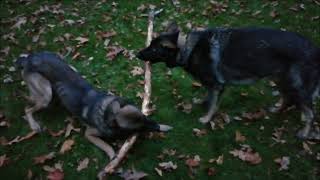 GSD vs Malinois X 2 [upl. by Alamac]