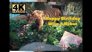 Wira amp Hebat Birthday  Malayan Tiger [upl. by Sayre957]