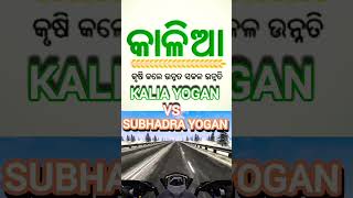 Kalia Yogan VS Subhadra Yogan shorts ytshorts kaliayojana subhadrayojana [upl. by Anomas]