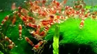 Crystal Red Shrimp in my aquarium [upl. by Sheng]