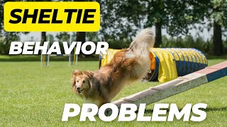 Sheltie Behavior Problems [upl. by Bradstreet]