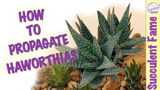 HOW TO PROPAGATE HAWORTHIA SUCCULENTS With Updates [upl. by Gusti497]