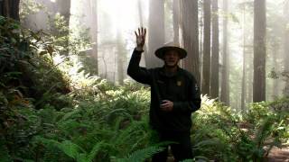 Redwood Ranger Minute Fog in the Redwoods [upl. by Sabsay76]