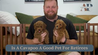 Is A Cavapoo A Good Pet For Retirees [upl. by Boff]