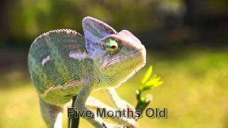 Veiled Chameleon Growing Up [upl. by Philoo]