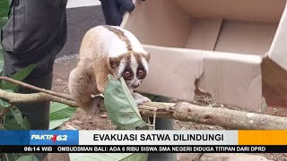 Evakuasi Kukang Jawa  FAKTA62 [upl. by Dionisio]