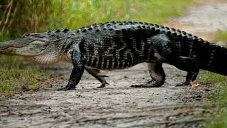 Safely Viewing Alligators on Kiawah Island [upl. by Roht739]