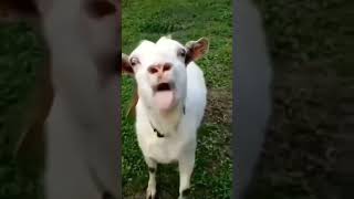 Funny Goat 😂🐐 goatfarm goat funny funnyshorts shorts [upl. by Lerual311]