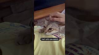 Some surprising cat behaviours Explained cute catsofyoutube [upl. by Leakcim666]