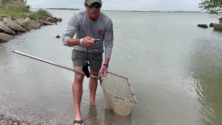 CCA Texas STAR Tournament 2021 How To Remove Tag from Tagged Redfish [upl. by Jos]