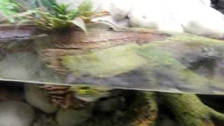 My Brackish Tank Part 1 Mudskippers Puffers [upl. by Sandler73]