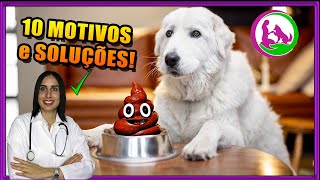 Coprofagia  Como fazer o cachorro parar de comer cocô  Dicas da Vet [upl. by Bethanne]