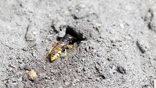 European beewolf Philanthus triangulum digging a burrow [upl. by Rudich]