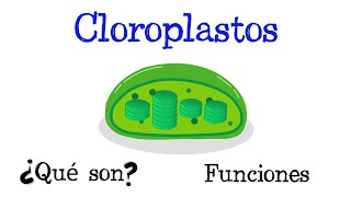 🌿 ¿Qué son los Cloroplastos 🌿 Funciones 🌞 Tilacoides y Estroma Fácil y Rápido  BIOLOGÍA [upl. by Garreth480]