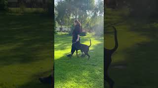 Die Vorbereitungen laufen für die VDH Deutsche Meisterschaft love dobermann dogtraining [upl. by Burdelle]