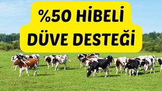 P Hibeli düve desteği başvuruları başladı [upl. by Pavel]