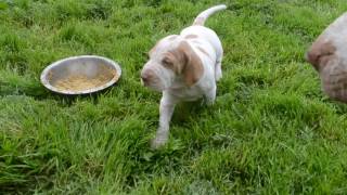 DSC 3566 bracco italiano puppy 3 [upl. by Anyg]