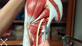 TeachMeEXCI  Lateral Rotators [upl. by Ialocin]