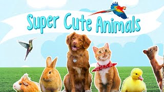 Super Cute Animals by Oxbridge Baby [upl. by Nynahs]