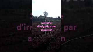 Système dirrigation par aspersion [upl. by Enaz]