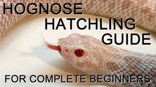 Hognose Hatchling Setup for Complete Beginners [upl. by Tiemroth90]