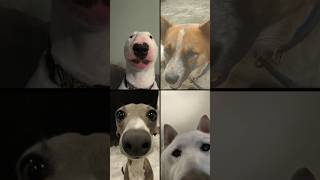 dog call pitbullpitbull shorts youtubeshorts trending [upl. by Rosenblatt]