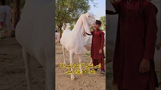 Bakra farm 2024 Bakra Eid 2025 Bakra business Bakra Mandi video [upl. by Nerrual450]