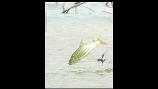 Fish eating bird very nice video🙂🙂🙂please subscribe me [upl. by Lavella]