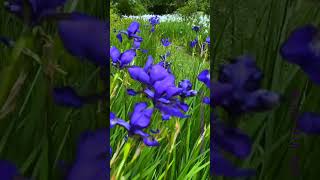 Beautiful Irises flower garden 🌺🌺flowers flower Irises nature flowerplant beautiful 4k 20 [upl. by Ecirtra]