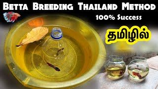 Betta Breeding Thailand method for success in Tamil [upl. by Columba840]