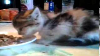 Starving kitten growls while eating [upl. by Iliak348]