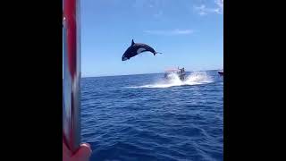 Viral video shows orcas stunning leap during dramatic dolphin hunt [upl. by Leugim]