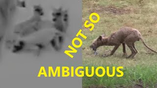 A Final Response to the Thylacine Footage by Ambiguous World [upl. by Airegin]