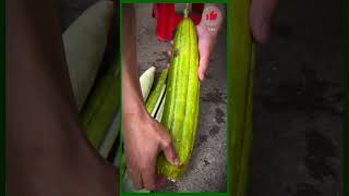 Take the sponge gourd pulp harvest season [upl. by Yerfoeg]