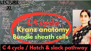 C4 pathway Hatch amp slack pathway kranz  bundle sheath cells XI biology most easy explanationNEET [upl. by Birck597]