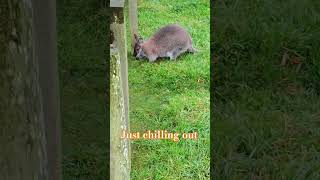 A wallaby just chilling out enjoying life as it comes and always keep nature 💯 [upl. by Joela]