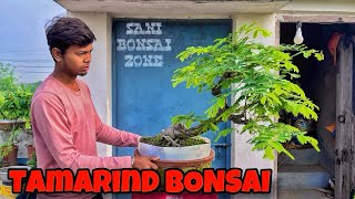 TAMARIND BONSAI TREE  BONSAI TREE  SANI BONSAI ZONE [upl. by Nole]