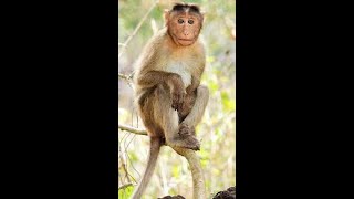 quotUnveiling 10 Captivating Facts About Macaques  A Primate Explorationquot [upl. by Anairda]