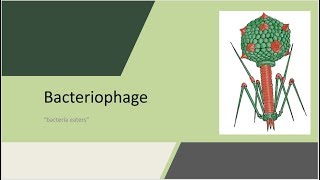 Bacteriophage Bacteria eaters revised version [upl. by Liuqnoj]