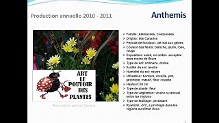 Tuto jardin Anthemis fiche technique plante annuelle [upl. by Aihtiekal]