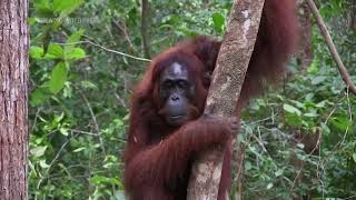 Scientists observe wild orangutan using a medicinal plant to treat a wound [upl. by Nylaf]