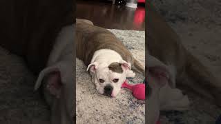 Whining bulldog crying for attention All the time oldeenglishbulldogge whining bulldog ruff [upl. by Eybba]